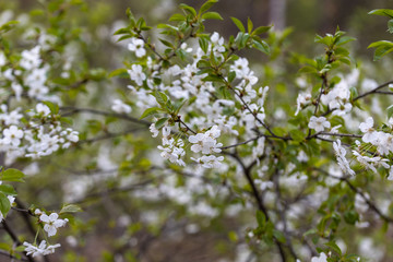 White flowers of bird cherry tree in spring.