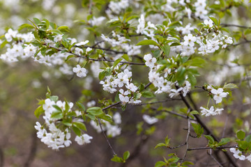 White flowers of bird cherry tree in spring.