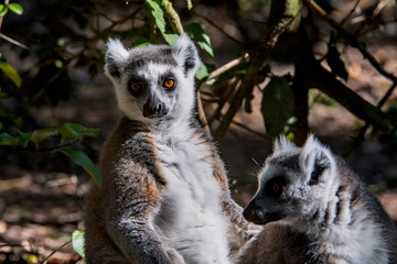 Ring tailed lemur photographed in South Africa. Picture made in 2019.