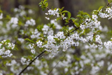 White flowers of bird cherry tree in spring.