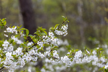 White flowers of bird cherry tree in spring.