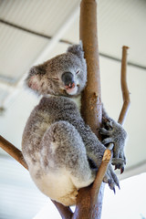 Koala in Sydney WILDLIFE, New South Wales, Australia. 