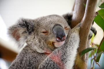 Koala in Sydney WILDLIFE, New South Wales, Australia. 