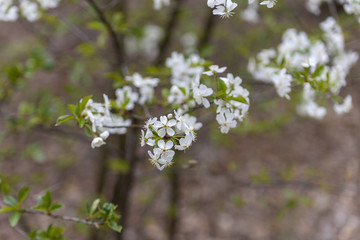 White flowers of bird cherry tree in spring.