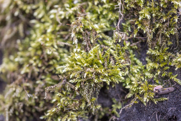 Green moss in spring forest, close-up