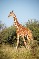 Giraffe in the Masai Mara National Park, Kenya, East Africa, Africa