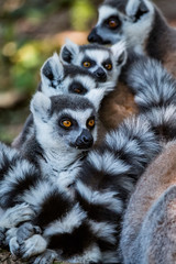 Ring tailed lemur photographed in South Africa. Picture made in 2019.