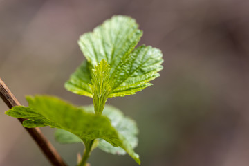 Young leaves of trees in the spring forest.
