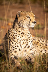 Cheetah on Safari in Masai Mara National Park, Kenya, Africa