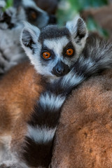 Ring tailed lemur photographed in South Africa. Picture made in 2019.