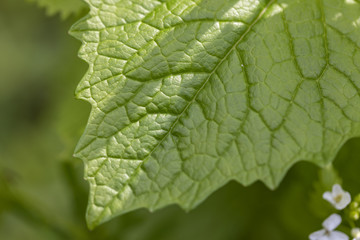 Young leaves of trees in the spring forest.