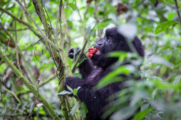 Gorilla Eating while Gorilla Trekking Rwanda, Africa in Volcanoes National Park