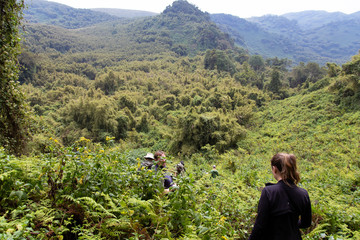 Trekking in Volcanoes National Park, Rwanda in search for Gorilas - obrazy, fototapety, plakaty