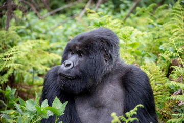 Gorilla Trekking Rwanda, Africa in Volcanoes National Park