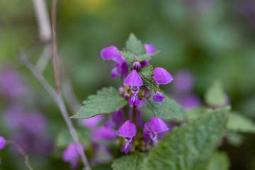 Fototapeta premium Violet forest flowers in spring. Close-up.