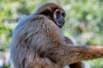Obraz premium Lar gibbon photographed in South Africa. Picture made in 2019.