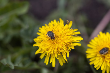 A beetle sits on a yellow dandelion flower.