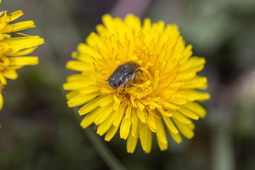 A beetle sits on a yellow dandelion flower.