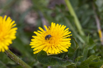 A beetle sits on a yellow dandelion flower.