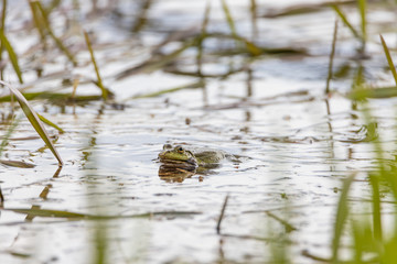 Swamp toad in a forest lake. Detailed view.