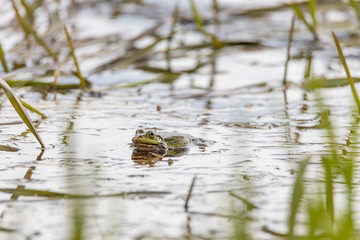 Swamp toad in a forest lake. Detailed view.