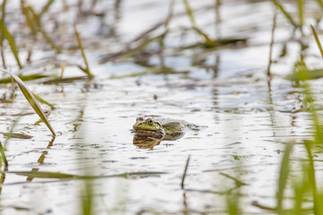 Swamp toad in a forest lake. Detailed view.