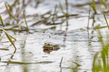 Swamp toad in a forest lake. Detailed view.