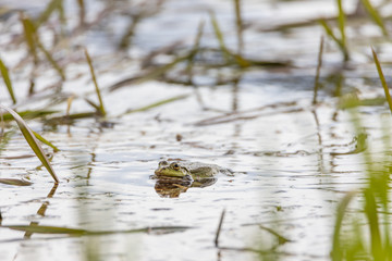 Swamp toad in a forest lake. Detailed view.