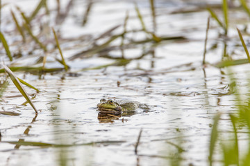 Swamp toad in a forest lake. Detailed view.