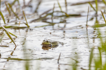 Swamp toad in a forest lake. Detailed view.