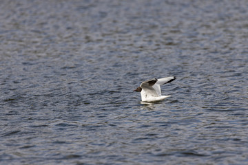 River gull swims in the lake