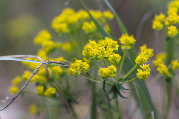 Yellow forest flowers in spring. Detailed view.