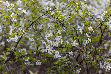 White flowers of bird cherry tree in spring.
