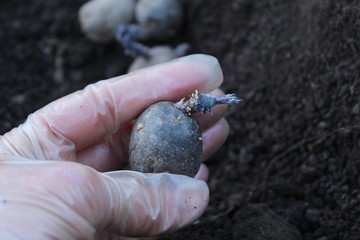 Potatoes purple seedlings close-up before planting in the open ground, selective focus.