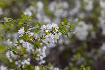 White flowers of bird cherry tree in spring.