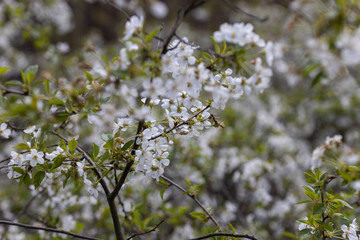 White flowers of bird cherry tree in spring.