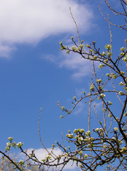 tree branches and blue sky