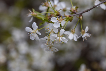 White flowers of bird cherry tree in spring.