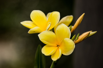 Obraz na płótnie Canvas yellow plumeria flower