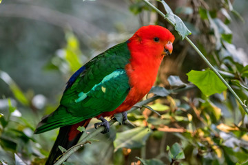 Australian king parrot photographed in South Africa. Picture made in 2019.
