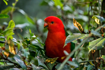 Australian king parrot photographed in South Africa. Picture made in 2019.