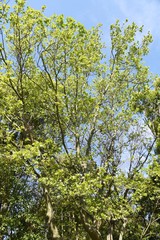Fototapeta na wymiar Sycamore (Platanus) bark and leaves / Platanaceae deciduous tree