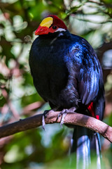 Violet Turaco photographed in South Africa. Picture made in 2019.