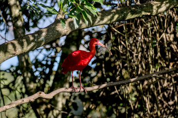 Scarlet ibis photographed in South Africa. Picture made in 2019.
