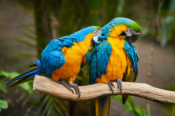 Two Blue-and-yellow macaw sitting on a branch and preening (Ara ararauna)