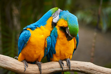 Two Blue-and-yellow macaw sitting on a branch and preening (Ara ararauna)