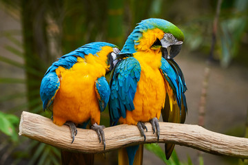 Two Blue-and-yellow macaw sitting on a branch and preening (Ara ararauna)