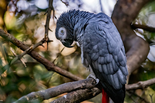 Grey parrot photographed in South Africa. Picture made in 2019.