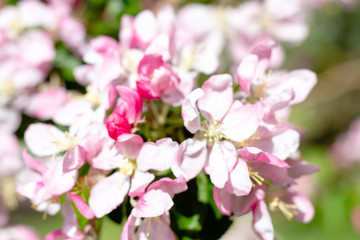 Naklejka na ściany i meble Branches with sakura flowers. Close-up