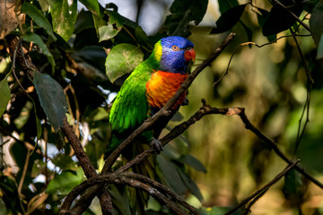 Coconut lorikeet photographed in South Africa. Picture made in 2019.
